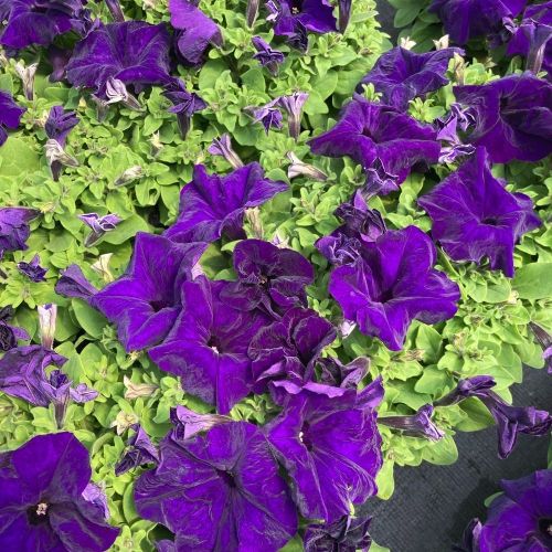 Petunia Droit Granada Pacta Parade Blue