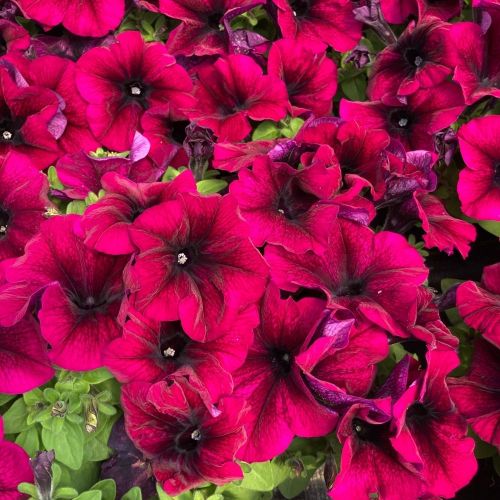 Petunia Droit Granada Pacta Parade Burgundy