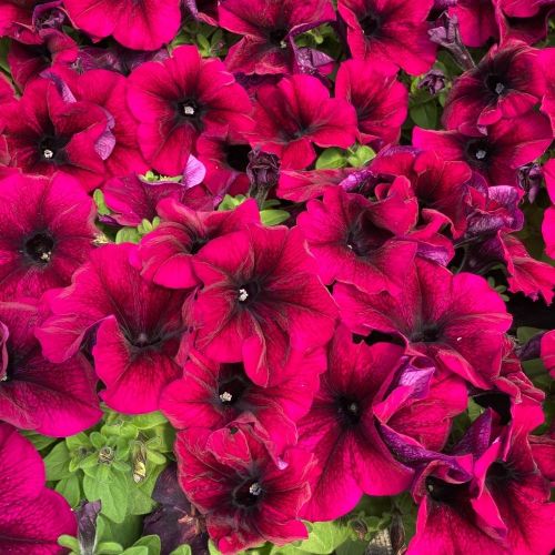 Petunia Droit Granada Pacta Parade Burgundy