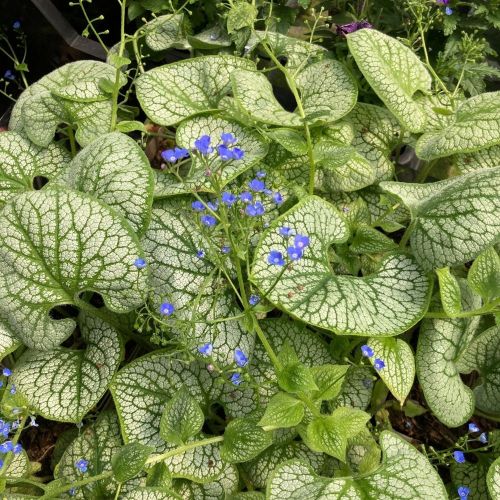 Brunnera Macrophylla Sea Heart