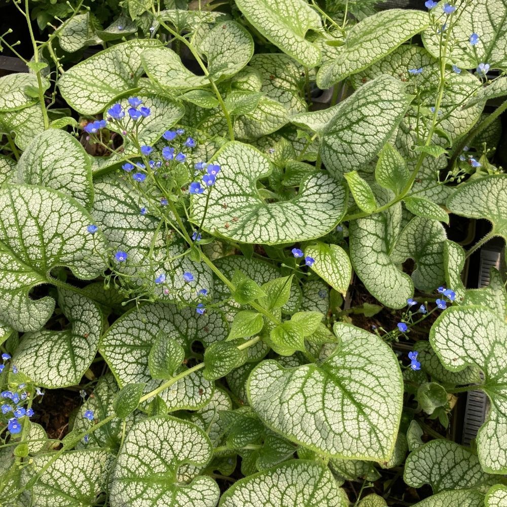 Brunnera Macrophylla Sea Heart