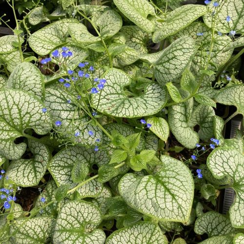 Brunnera Macrophylla Sea Heart