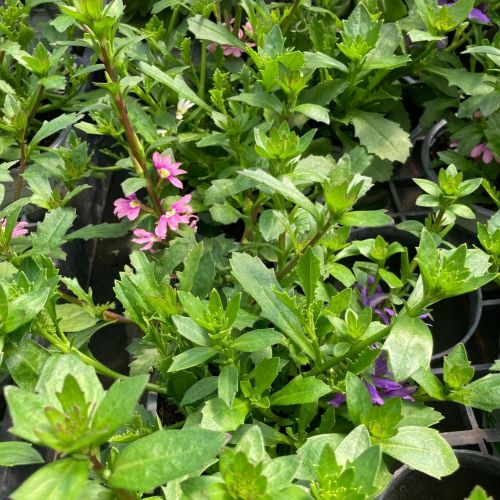 Scaevola Mix Master Fancy Fantaisy (Bleu Rose Blanc)