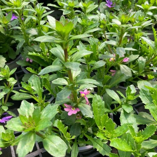 Scaevola Mix Master Fancy Fantaisy (Bleu Rose Blanc)