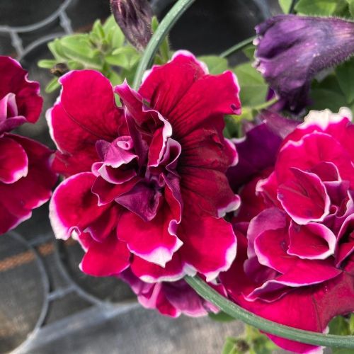 Petunia Sweetsunshine Magenta Picotee
