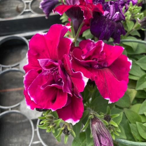 Petunia Sweetsunshine Magenta Picotee