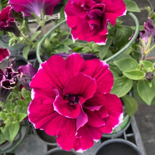 Petunia Sweetsunshine Magenta Picotee