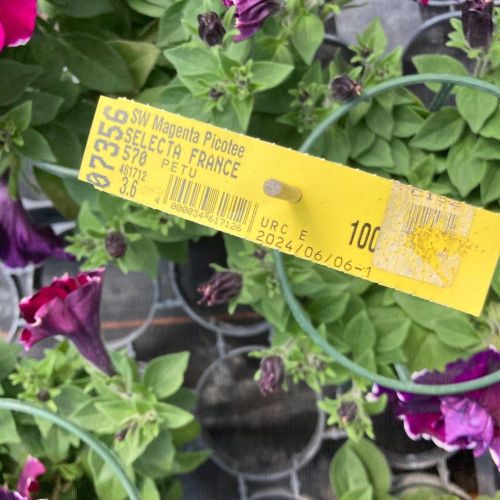 Petunia Sweetsunshine Magenta Picotee