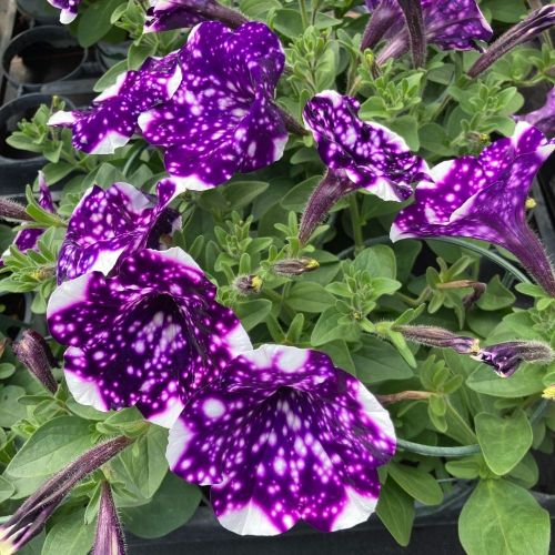Petunia Night Family Night Sky