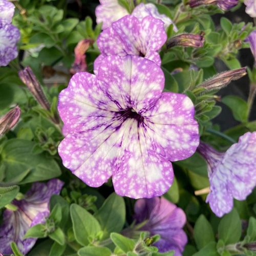Petunia Surfinia Lavender Sky