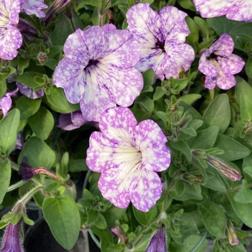 Petunia Surfinia Lavender Sky