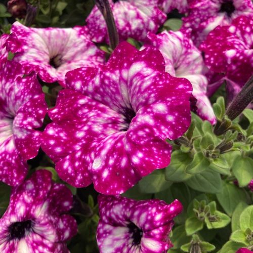 Petunia Surfinia Famous Circus Sky