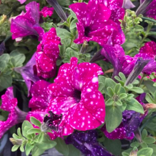 Petunia Surfinia Famous Circus Sky