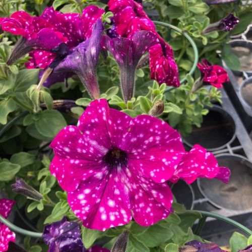 Petunia Surfinia Famous Circus Sky