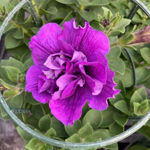Petunia Sweetsunshine Pink Purple
