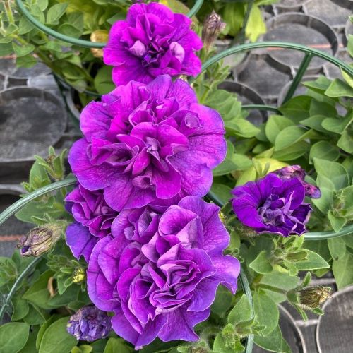 Petunia Sweetsunshine Pink Purple