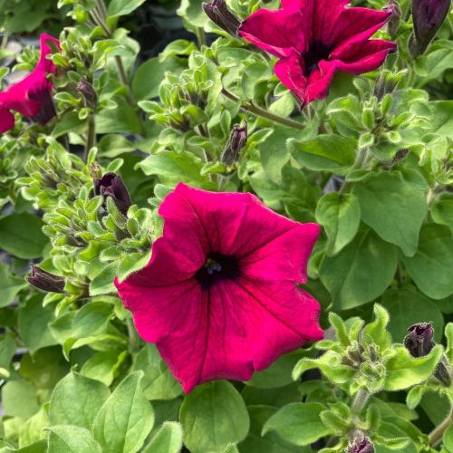 Petunia Retombant Surfinia Purple
