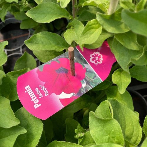 Petunia Retombant Surfinia Purple