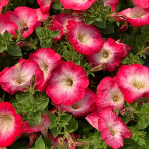 Petunia Surfinia Cascadia Fantasy Hot Pink