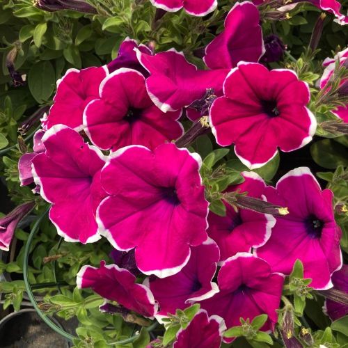Petunia Hybrida Sanguna Purple Picotee