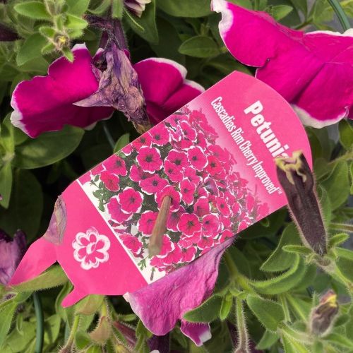 Petunia Hybrida Sanguna Purple Picotee