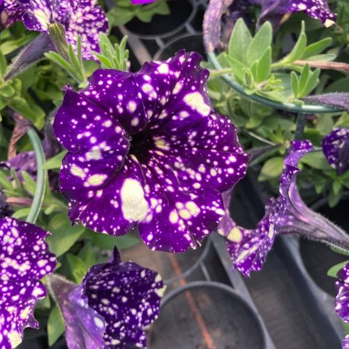 Petunia Night Family Night Sky