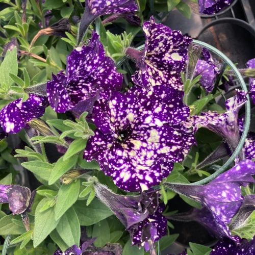 Petunia Night Family Night Sky