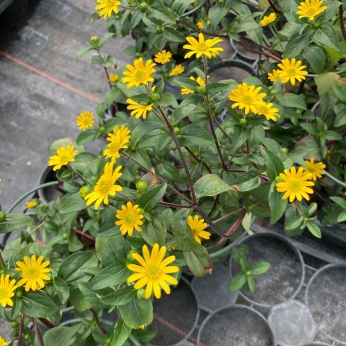 Sanvitalia Speciosa Aztekengold