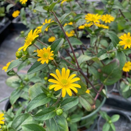 Sanvitalia Speciosa Aztekengold
