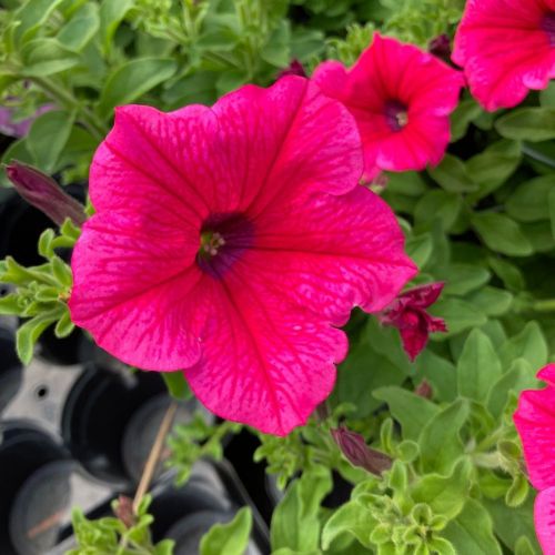 Petunia Surfinia Hot Pink