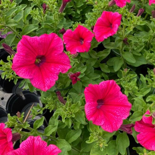 Petunia Surfinia Hot Pink