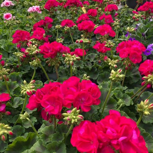Geranium Zonal Toscana Regina