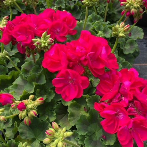Geranium Zonal Toscana Regina