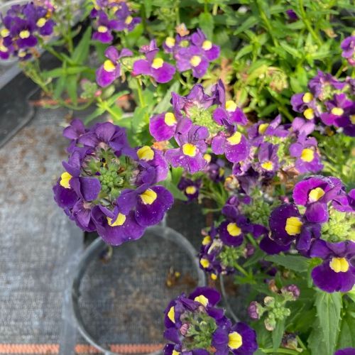 Nemesia Retombant Sunsatia Cassis