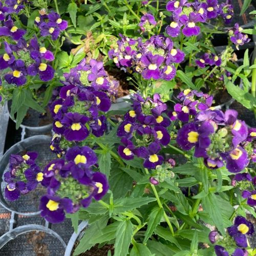Nemesia Retombant Sunsatia Cassis