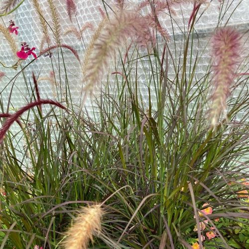 Pennisetum Rubrum Herbe Aux Écouvillons Pourpres
