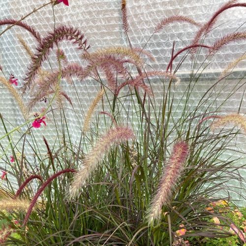Pennisetum Rubrum Herbe Aux Écouvillons Pourpres