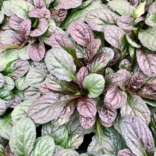 Ajuga Reptans