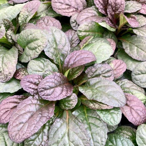 Ajuga Reptans