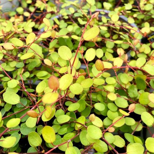 Muehlenbeckia Golden Girl