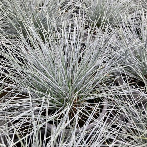 Festuca Azurit