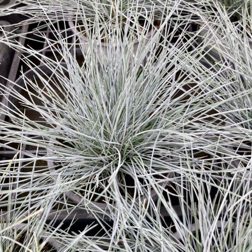 Festuca Azurit