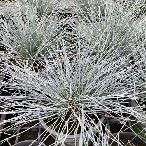 Festuca Azurit