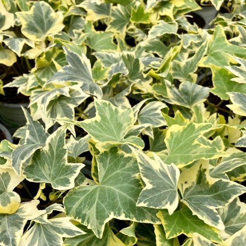 Lierre hedera yellow ripple