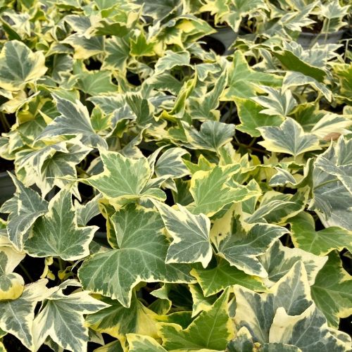 Lierre hedera yellow ripple