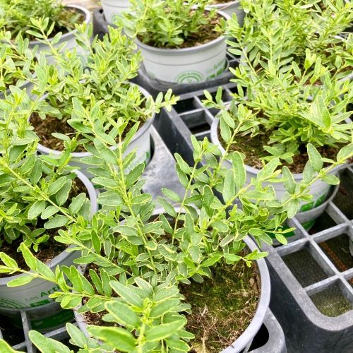 Lonicera Lemon Queen