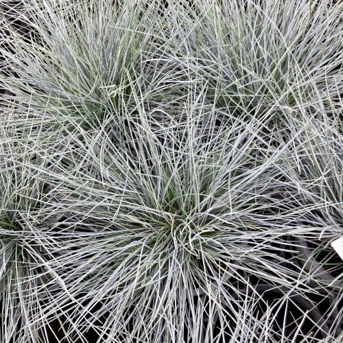 Festuca Elijah Blue