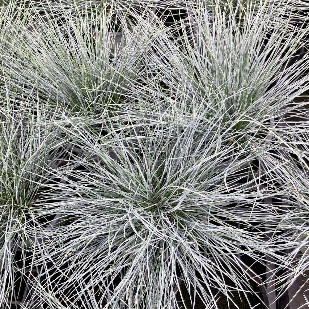 Festuca Elijah Blue