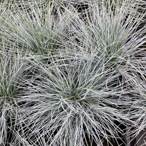 Festuca Elijah Blue