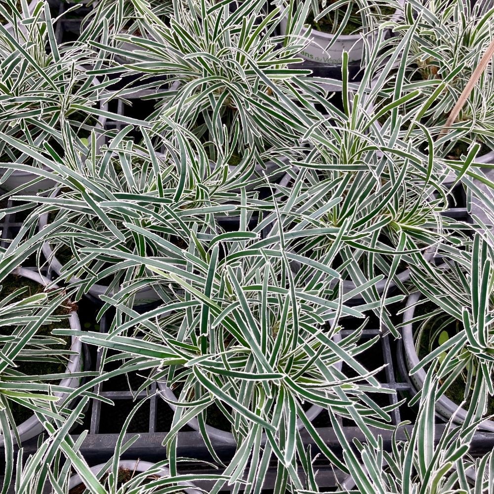 Ficinia Ice Crystal en Pot de 12 cm